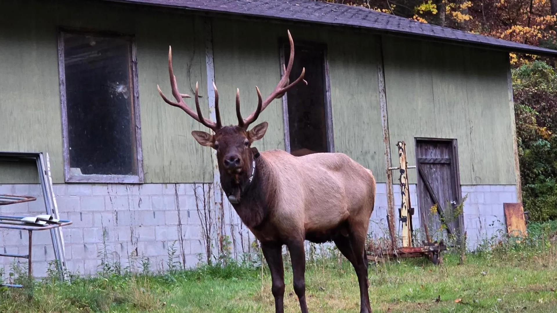 Buckhorn